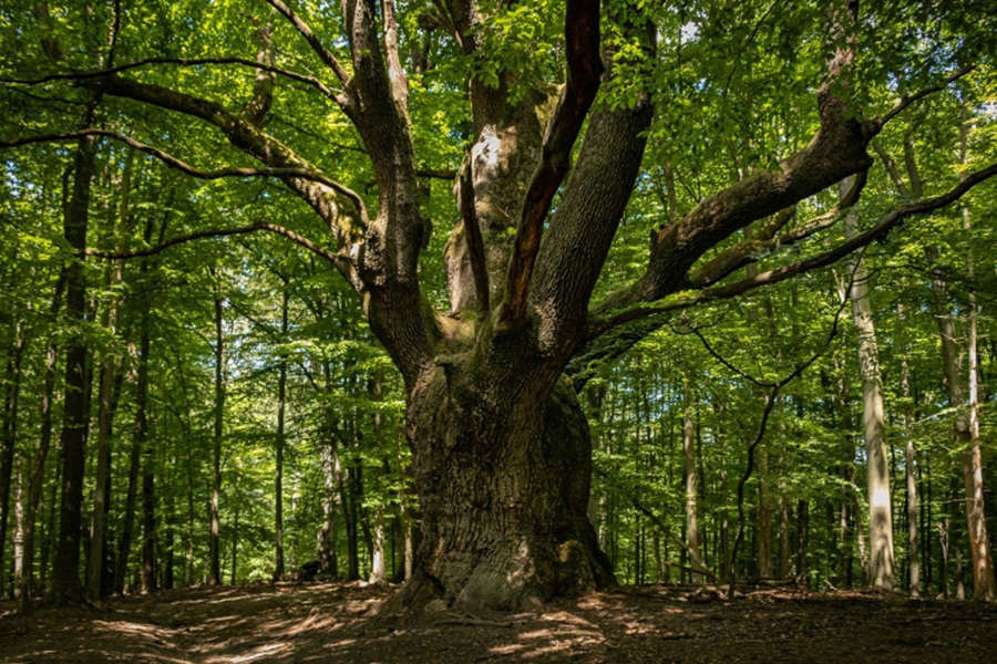 Dračí dub. Foto - archív ZvM
