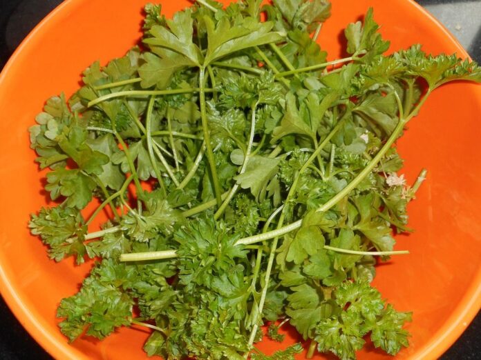 Výborné pesto z petržlenovej vňate.