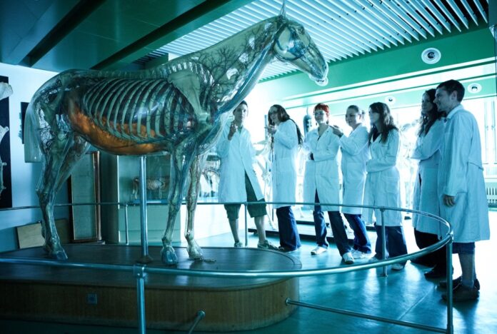 Záujem o veterinu v Košiciach v angličtine je rekordný. Hlási sa viac žien. Foto - uvlf.sk