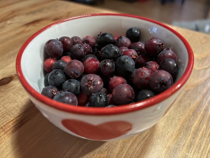 Má viac antioxidantov než mnohé superpotraviny. Prečo ženám prospieva muchovník (+recepty). Foto - ZvM