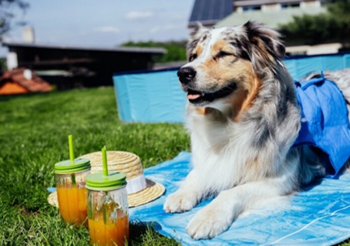 Leto dáva psom a mačkám zabrať. Ako spoznať, že sú dehydrované? Foto - Super zoo
