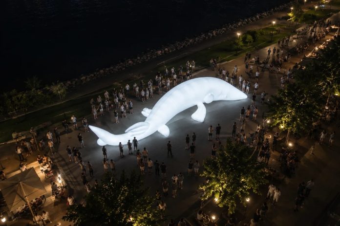 Biela noc 2026 prinesie aj tento rok unikátne inštgalácie - aj rybu, ktorá Dunaj už dávno opustila. Foto - Biela noc